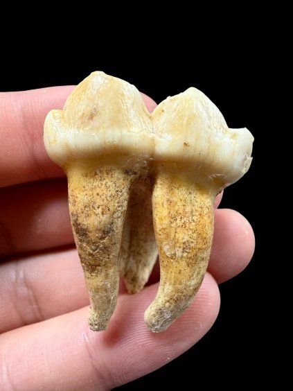 Fossiler Zahn eines Höhlenbären (Ursus spelaeus ) 3,8cm – Slowakei