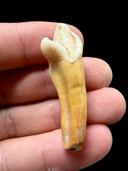 Fossiler Zahn eines Höhlenbären (Ursus spelaeus) 4,2cm – Slowakei