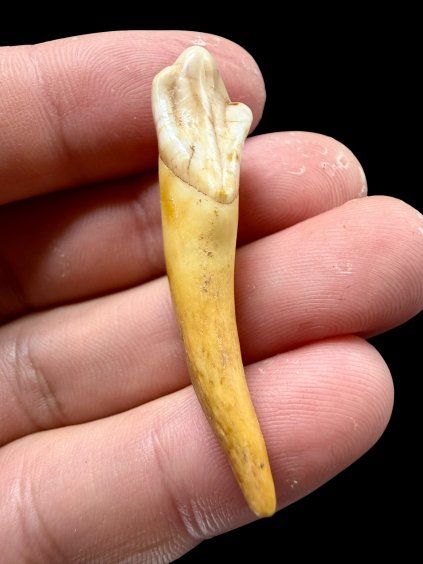 Fossil Cave Bear Tooth (Ursus spelaeus) 4,3cm – Slovakia