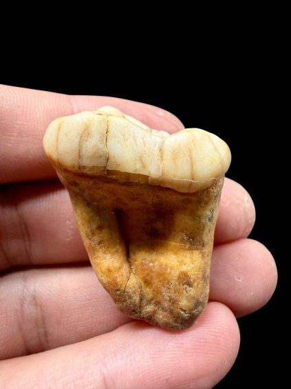 Fossil Cave Bear Tooth (Ursus spelaeus) 3,2cm – Slovakia