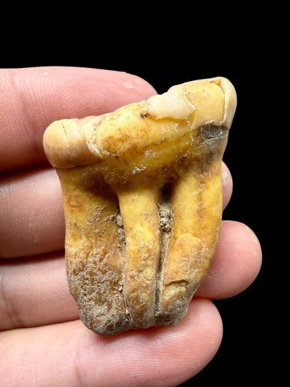 Fossil Cave Bear Tooth (Ursus spelaeus) 3,4cm – Slovakia