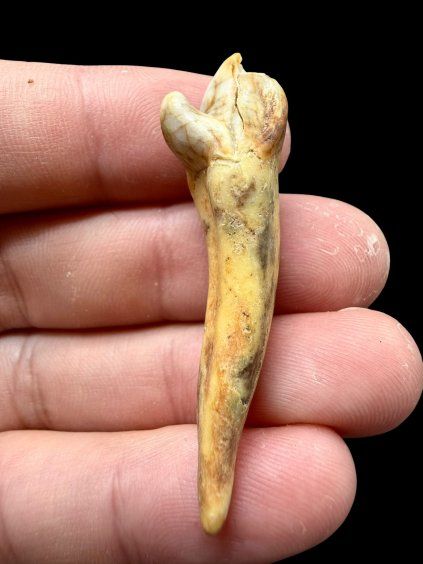 Fossil Cave Bear Tooth (Ursus spelaeus) 4,7cm – Slovakia