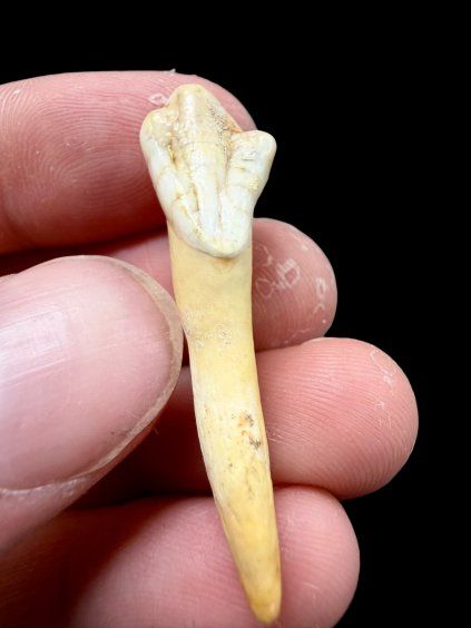 Fossiler Zahn eines Höhlenbären (Ursus spelaeus) 4cm – Slowakei