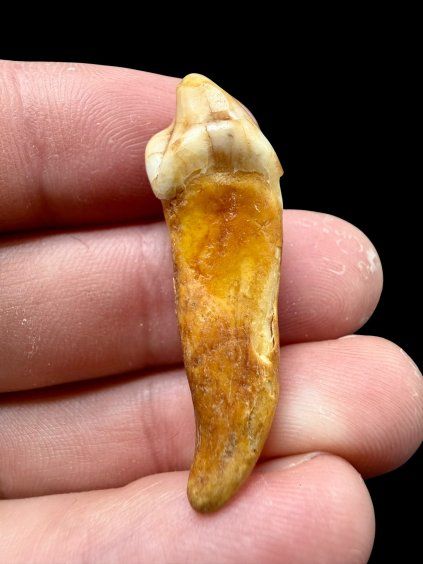 Fosilní zub jeskynního medvěda (Ursus spelaeus) 3,7cm – Slovensko