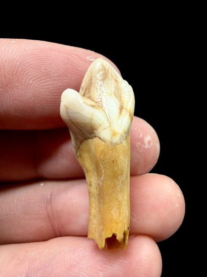 Fossil Cave Bear Tooth (Ursus spelaeus) 3,3cm – Slovakia