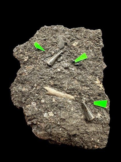 Fossiler Zahn des Alligators Diplocynodon ratelii – Steinbruch Libous, CZ