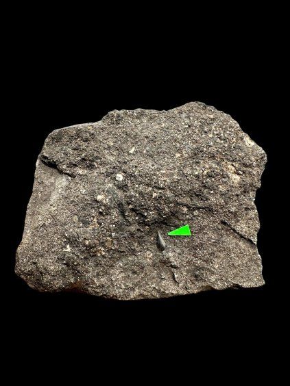 Fossiler Zahn des Alligators Diplocynodon ratelii – Steinbruch Libous, CZ