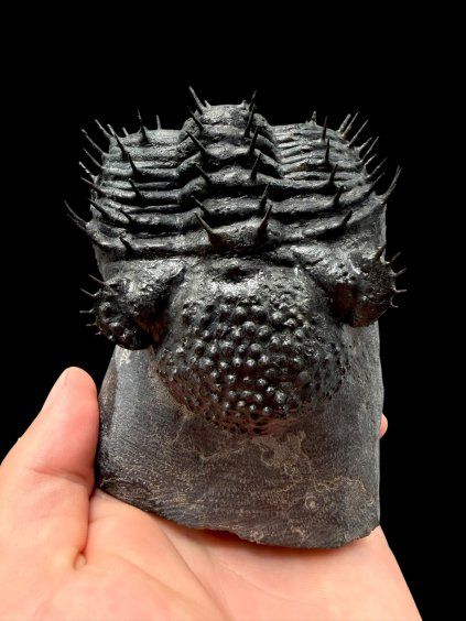 Trilobit Drotops Armatus – Maader, Maroko