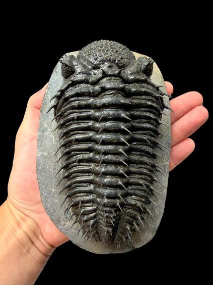 Trilobit Drotops Armatus – Maader, Marokko