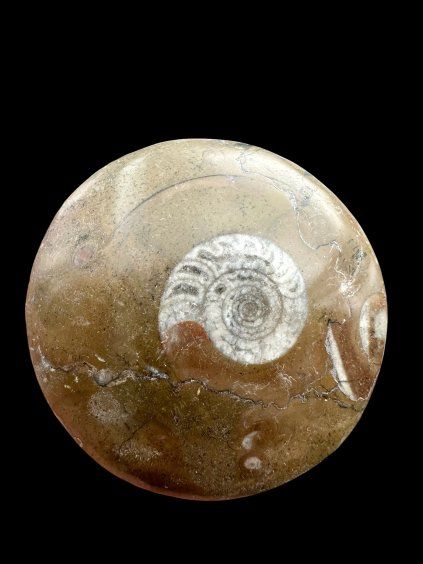 Ammonite 4,8cm – Morocco