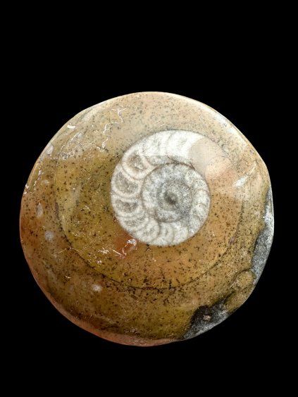Amonit 4,7cm – Maroko