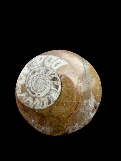 Ammonite 3,6cm – Morocco