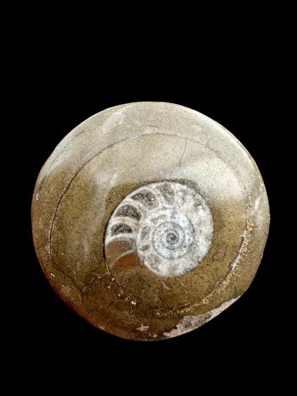 Ammonite 5,2cm – Morocco