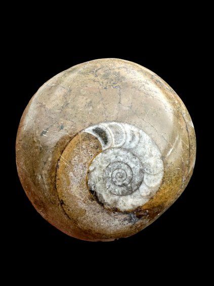 Ammonit 4,7cm – Marokko