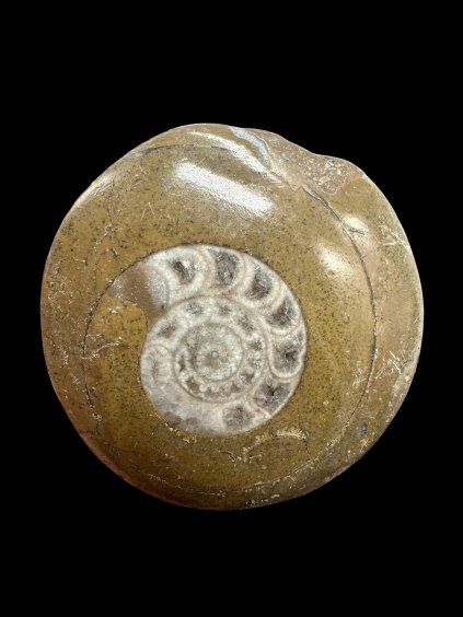 Amonit 4,3cm – Maroko
