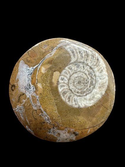 Amonit 4,6cm – Maroko