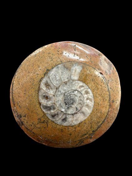 Ammonite 4,8cm – Morocco