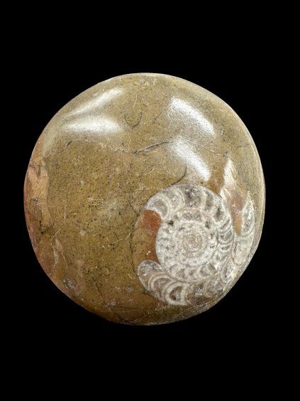 Amonit 4,5cm – Maroko