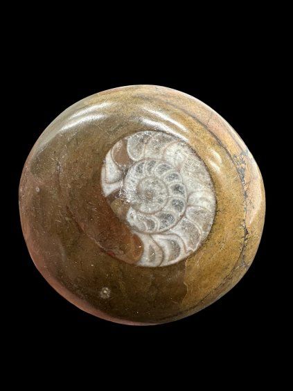 Ammonite 5,1cm – Morocco