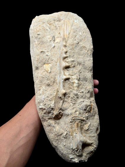 Jaw with Teeth of the Fish Enchodus lybicus – Morocco