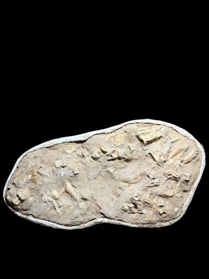 Skelettreste von Wassertieren – Meeresboden – Marokko