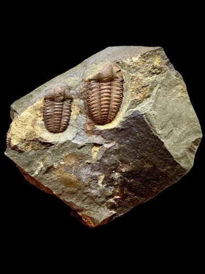 Trilobite Ellipsocephalus hoffi – Jince, CZ