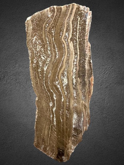 Petrified wood  – Line, CZ