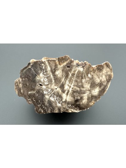 Petrified wood  – Ocihov, CZ