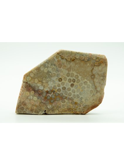 Fossile Koralle – Sumatra, Indonesien