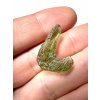 Moldavite – Locenice za jimkou – 1,1g