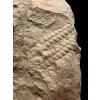 Carboniferous ferns  – Zbuch, CZ