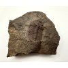 Trilobit Eccoparadoxides Pusillus – Rejkovice, ČR