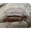Trilobit Eccoparadoxides Pusillus – Rejkovice, CZ