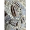 Trilobit Ellipsocephalus hoffi – Jince, ČR