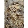 Trilobit Ellipsocephalus hoffi – Jince, CZ