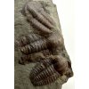 Trilobite Ellipsocephalus hoffi – Jince, CZ