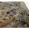 Trilobit Ellipsocephalus hoffi – Jince, CZ
