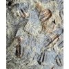 Trilobite Ellipsocephalus hoffi – Jince, CZ