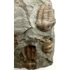 Trilobite Ellipsocephalus hoffi – Jince, CZ