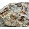 Trilobit Ellipsocephalus hoffi – Jince, ČR