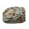 Trilobite Ellipsocephalus hoffi – Jince, CZ