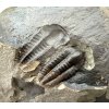 Trilobit Ellipsocephalus hoffi – Jince, ČR