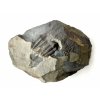Trilobit Ellipsocephalus hoffi – Jince, CZ