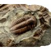 Trilobit Ellipsocephalus hoffi – Jince, ČR