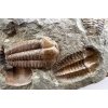 Trilobit Ellipsocephalus hoffi – Jince, CZ