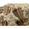 Trilobite Ellipsocephalus hoffi – Jince, CZ