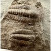 Trilobit Ellipsocephalus hoffi – Jince, CZ