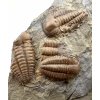 Trilobit Ellipsocephalus hoffi – Jince, CZ