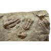 Trilobite Ellipsocephalus hoffi – Jince, CZ