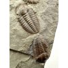 Trilobit Ellipsocephalus hoffi – Jince, ČR